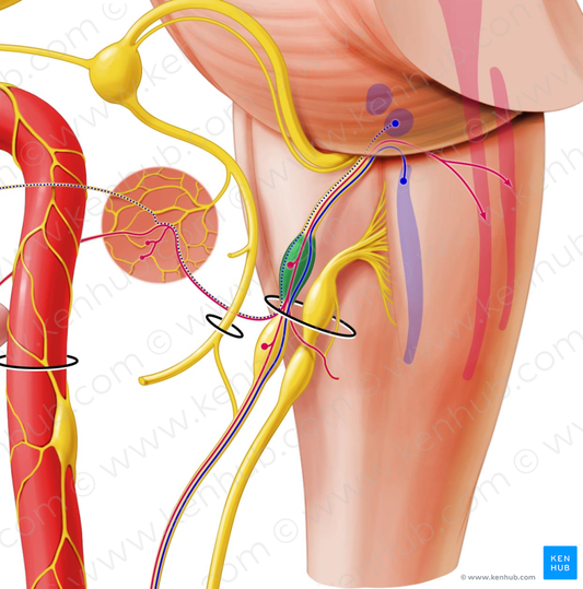 Superior ganglion of glossopharyngeal nerve (#4021)