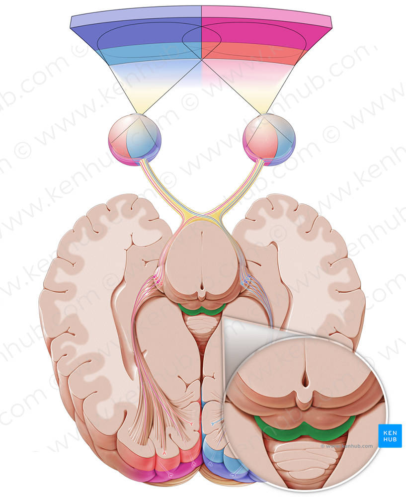 Inferior colliculus (#2657)