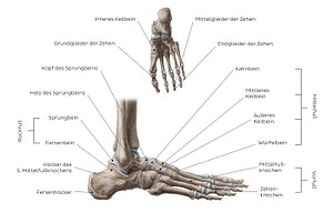 Bones of the foot (German)