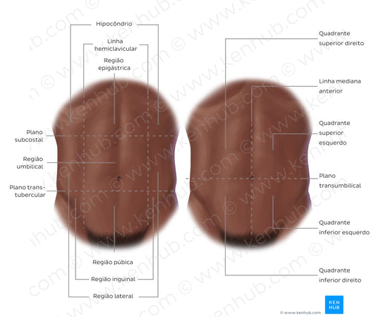 Regions of the abdomen (Portuguese)