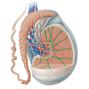 Septa of testis (#13522)