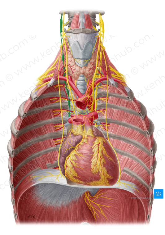 Right sympathetic trunk (#9651)