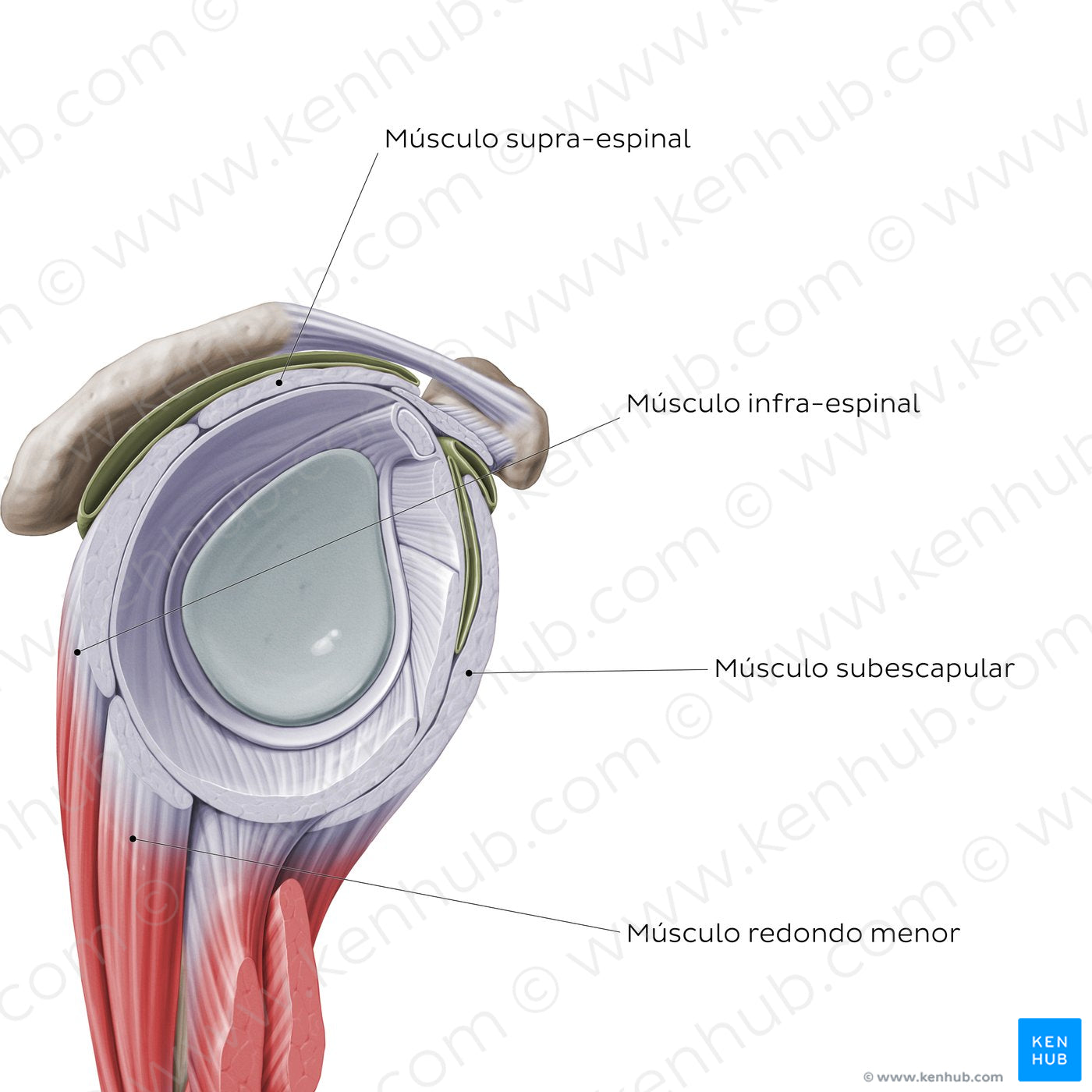 Rotator cuff - sagittal view (Portuguese)