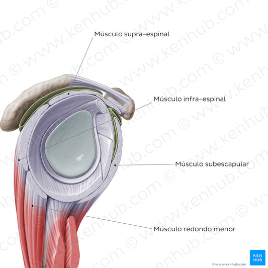 Rotator cuff - sagittal view (Portuguese)