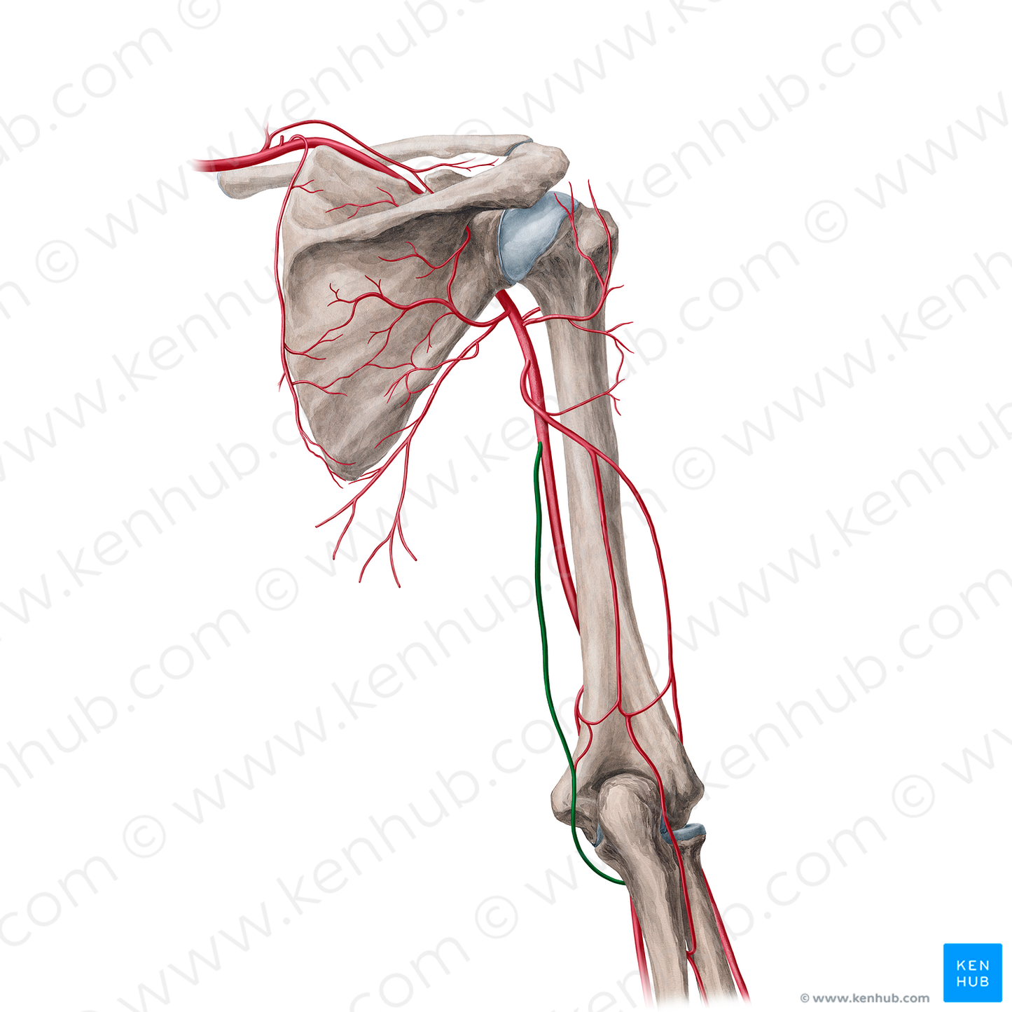 Superior ulnar collateral artery (#21705)