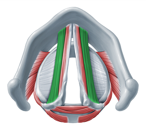 Thyroarytenoid muscle (#18326)