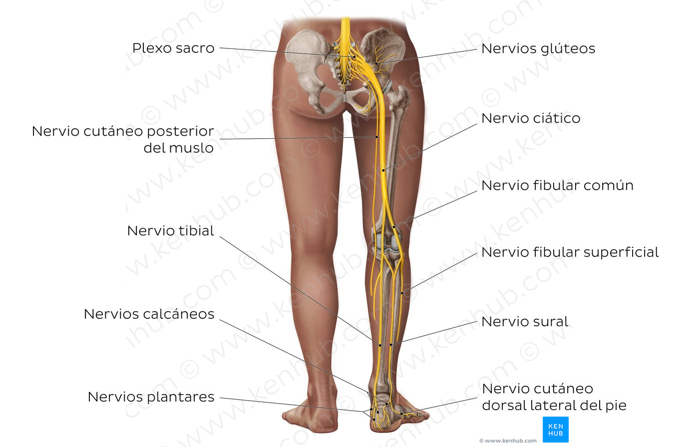 Main nerves of the lower limb - posterior (Spanish)