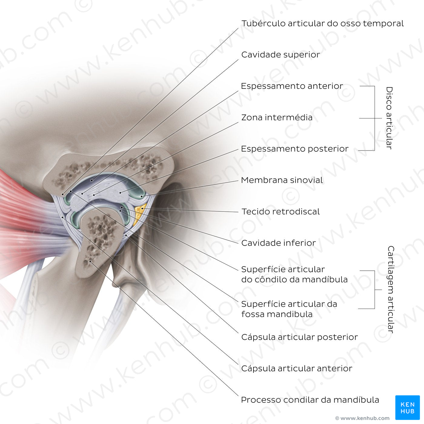 Temporomandibular joint: capsule (Portuguese)