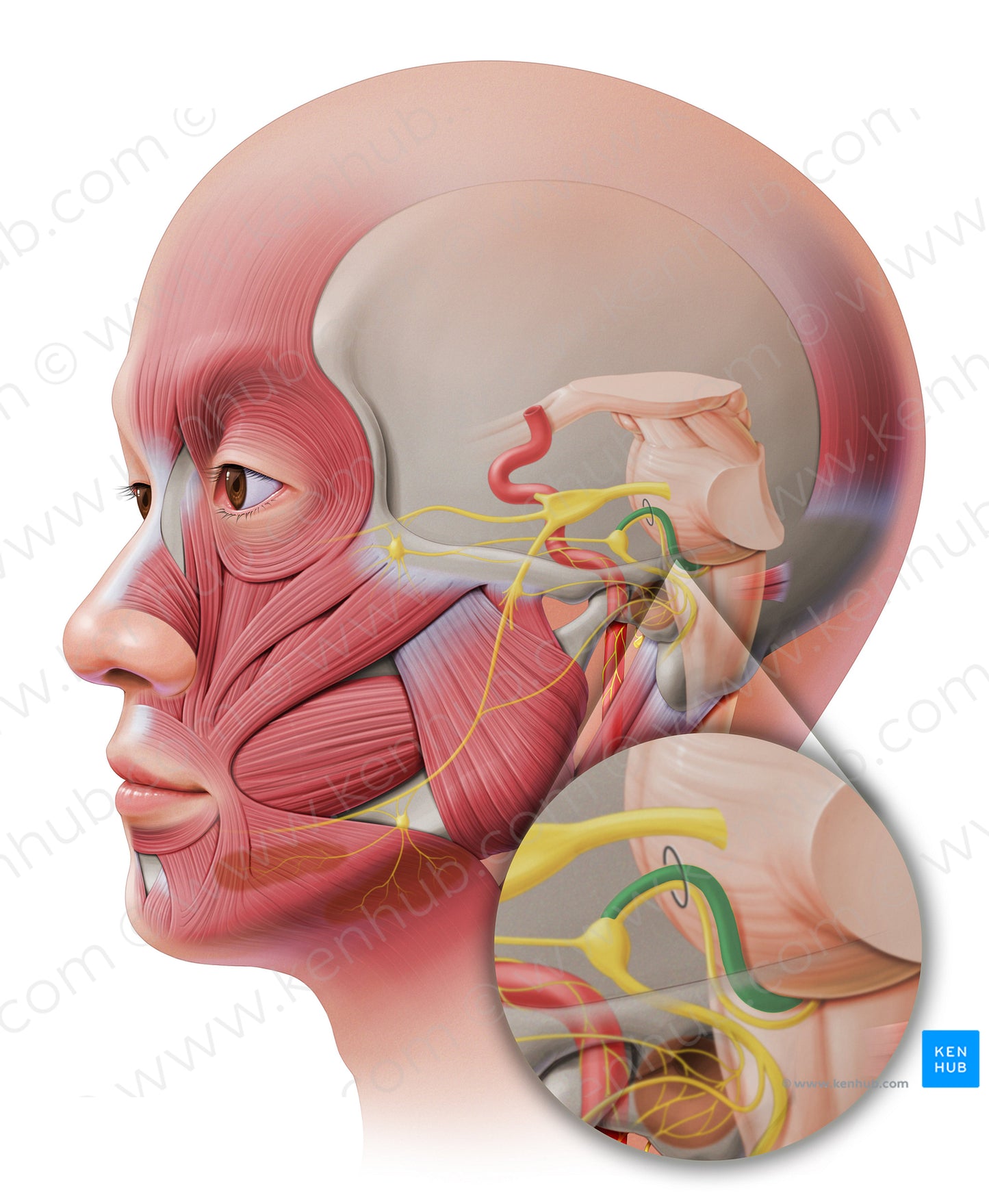 Motor root of facial nerve (#20649)