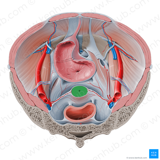 Cervix of uterus (#2579)