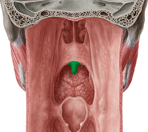 Uvula of palate (#9873)