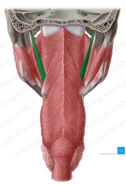 Stylopharyngeus muscle (#6037)