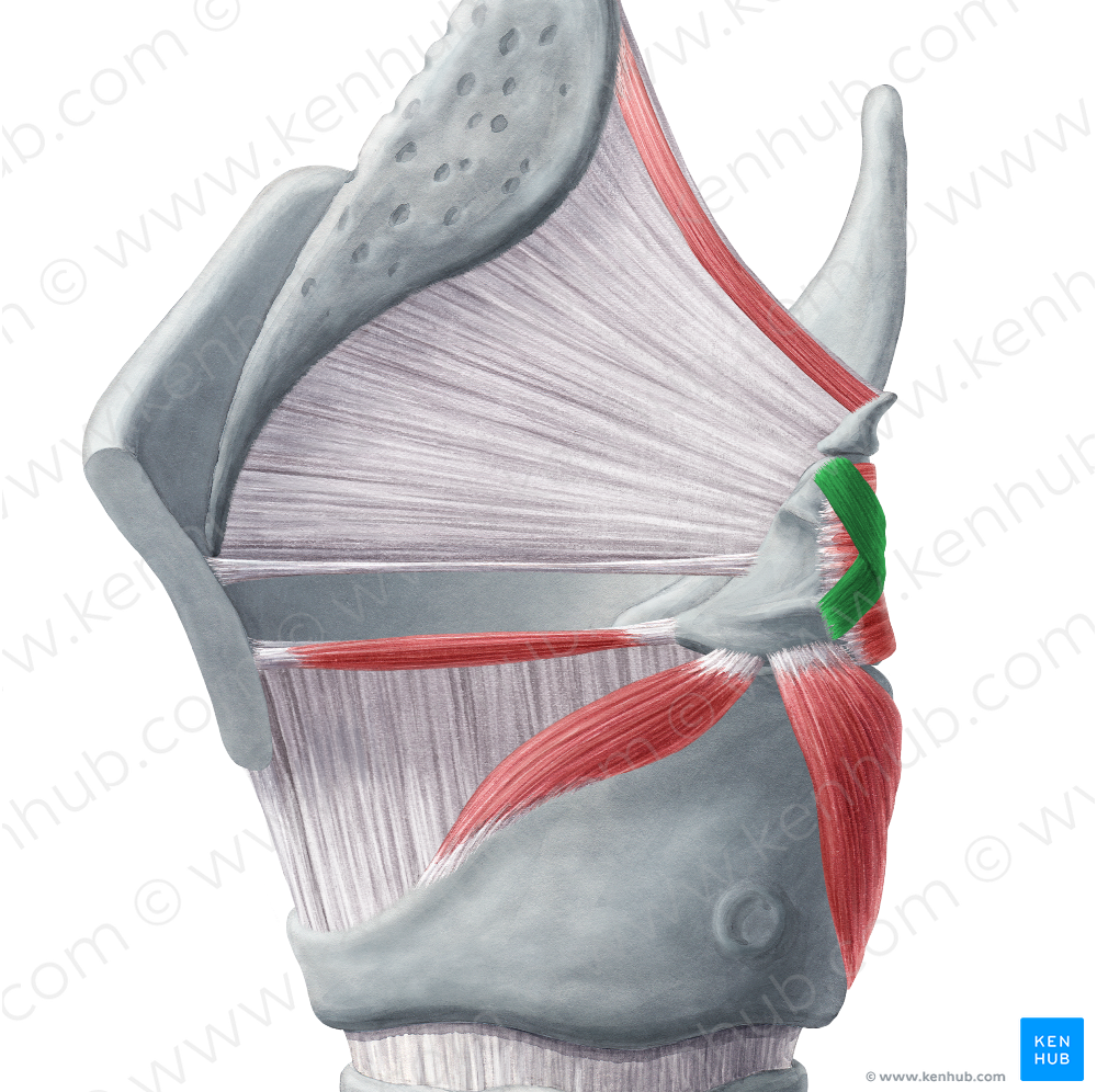 Oblique arytenoid muscle (#5209)