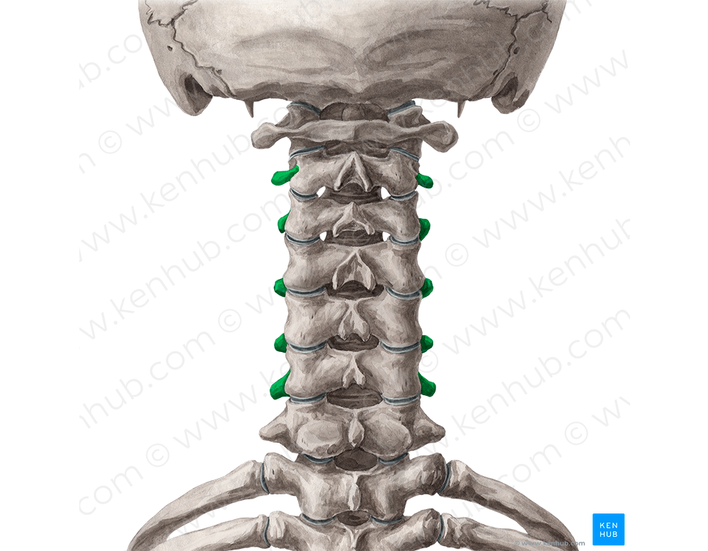 Transverse processes of vertebrae C2-C6 (#8313)