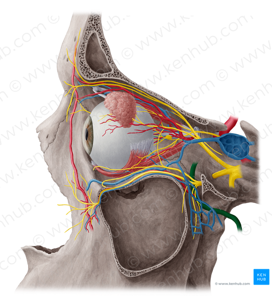 Maxillary artery (#1499)