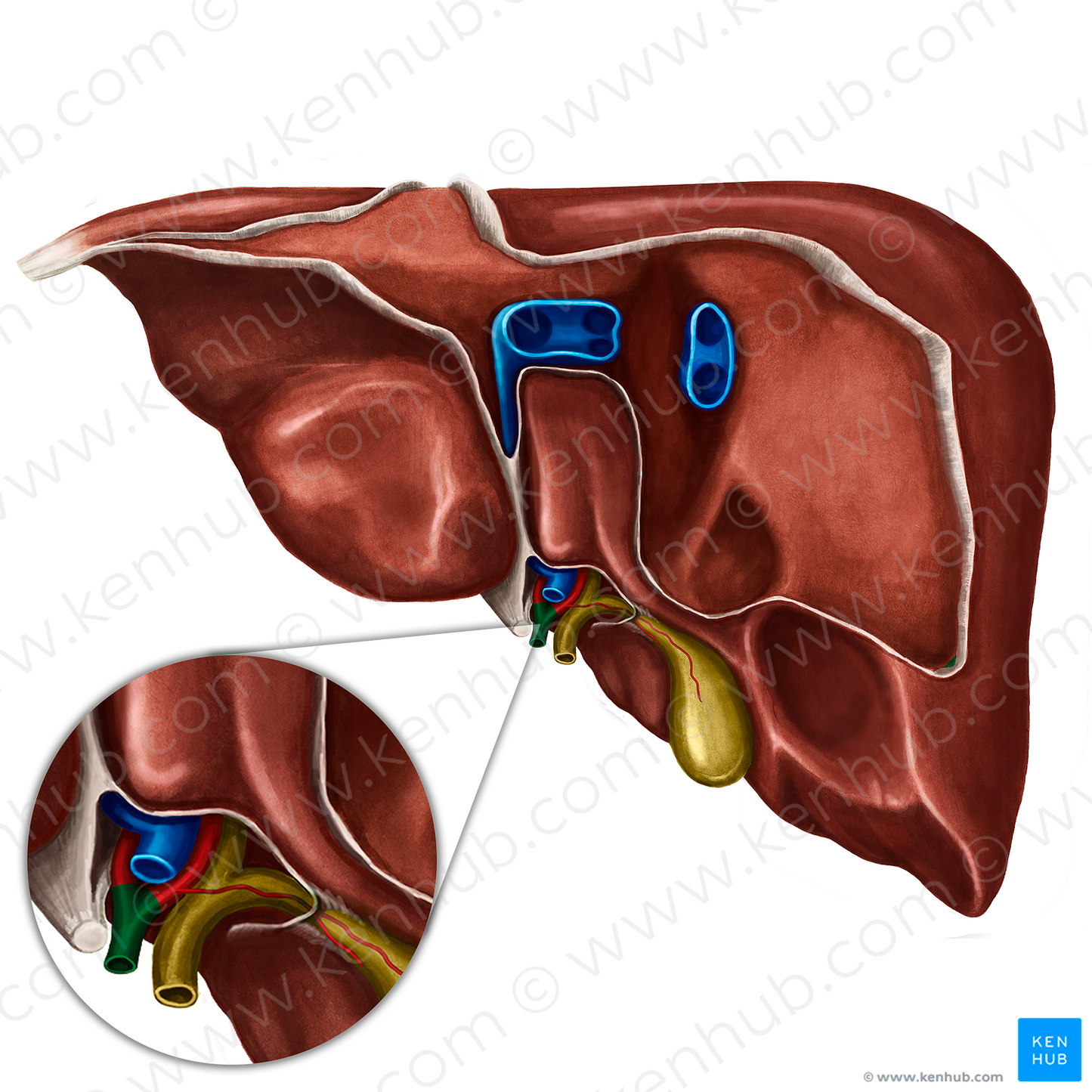 Proper hepatic artery (#1353)