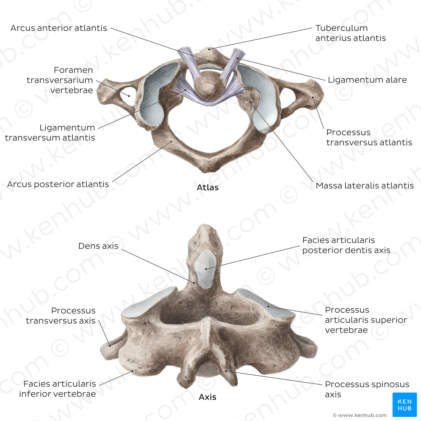 Cervical spine bones and ligaments: atlas and axis (Latin)