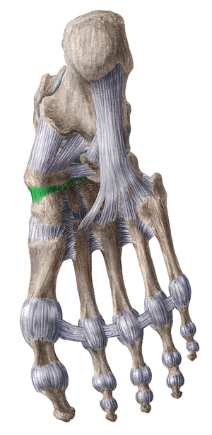 Plantar cuneonavicular ligaments (#18608)