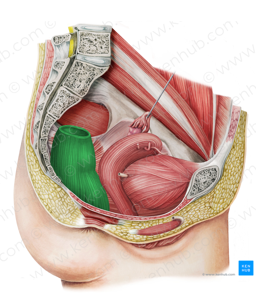 Rectum (#8867)