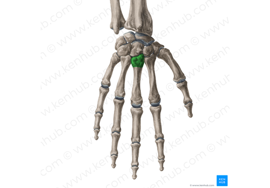 Base of 3rd metacarpal bone (#2161)