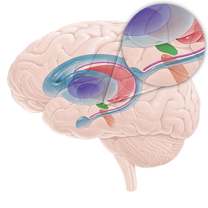 Subthalamic nucleus (#16704)