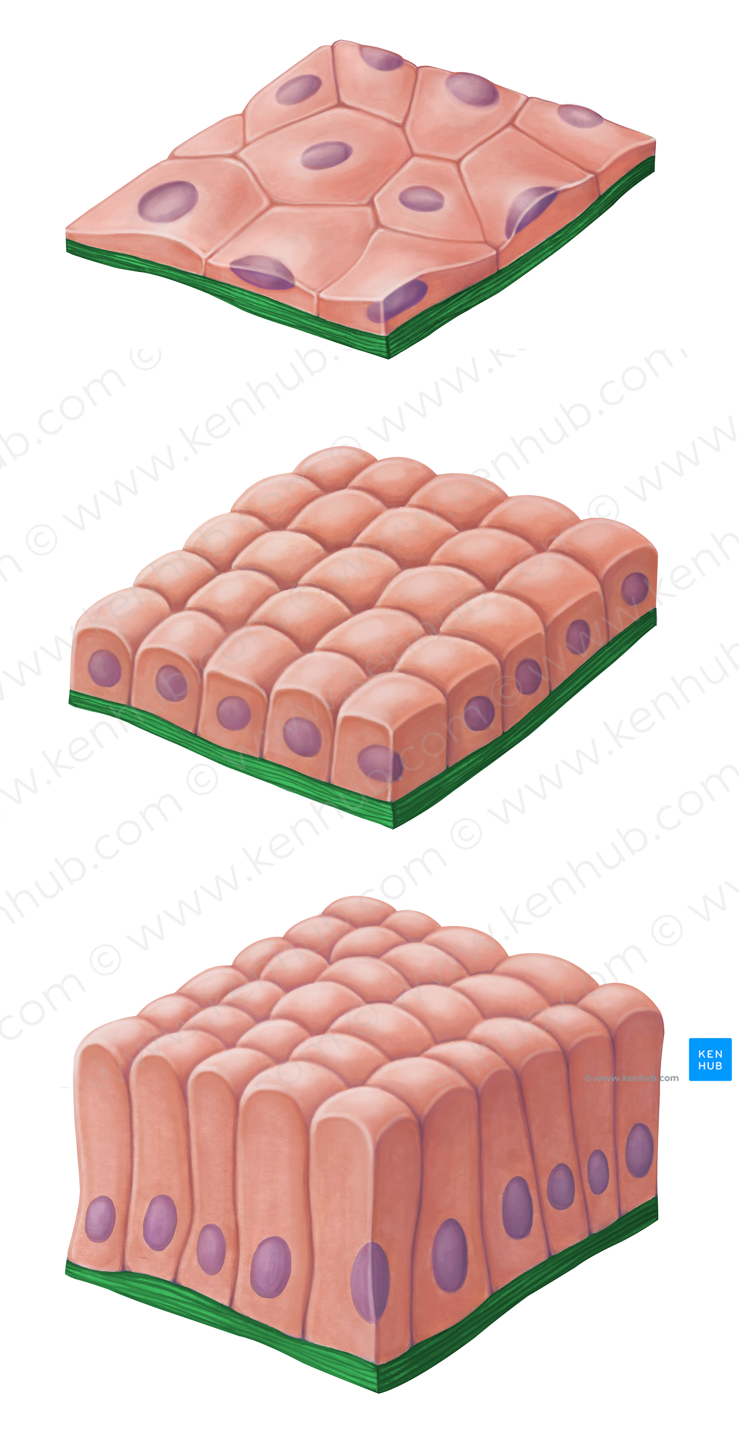 Basement membrane (#14582)