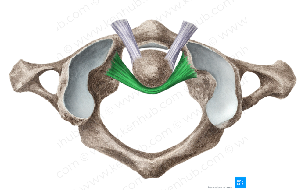 Transverse ligament of atlas (#4652)