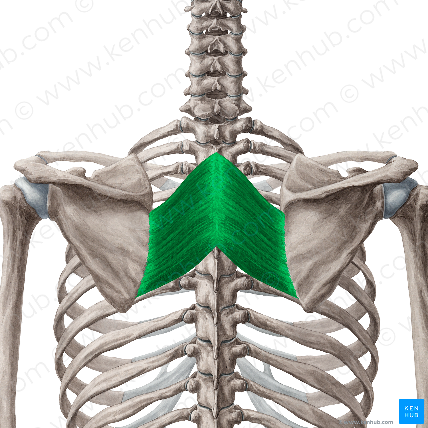 Rhomboid major muscle (#5876)
