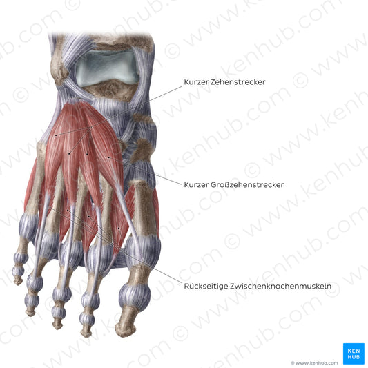 Dorsal muscles of the foot (German)