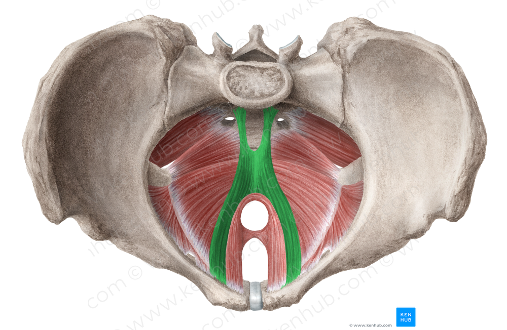 Pubococcygeus muscle (#5799)