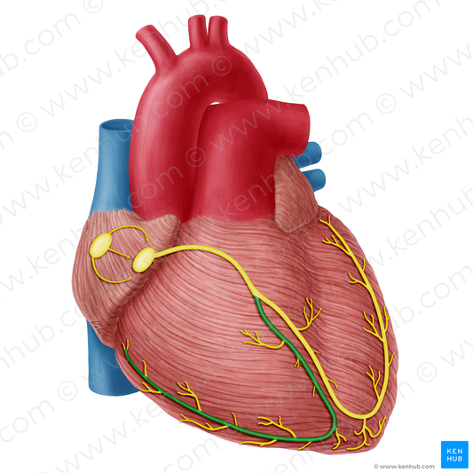 Right branch of atrioventricular bundle (#20325)