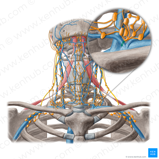 Thoracic duct (#20214)