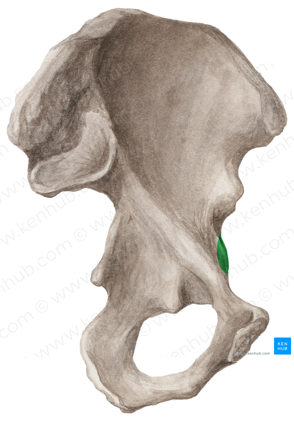 Iliopubic eminence of hip bone (#3384)