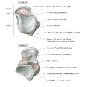 Talus (Superior and inferior view) (English)