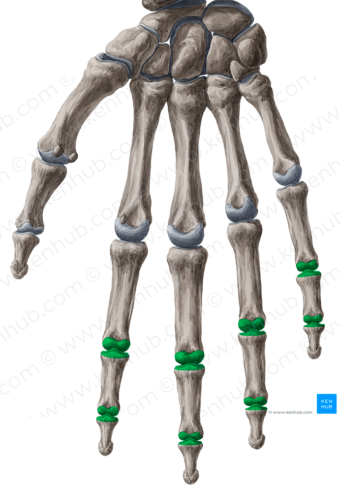 Interphalangeal joints of 2th-5th fingers (#2049)