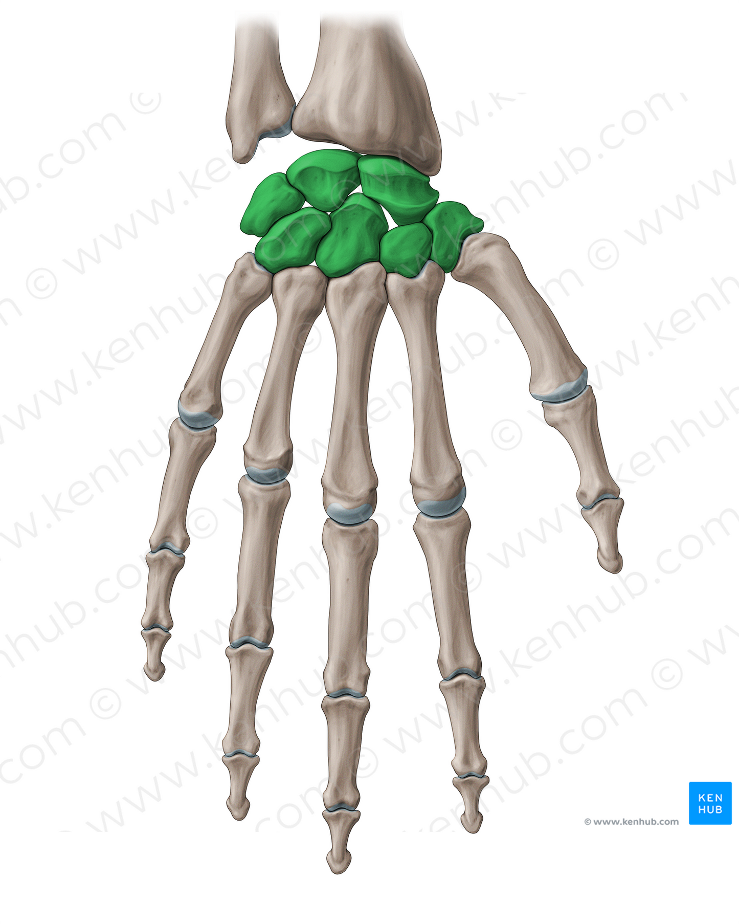 Carpal bones (#18898)