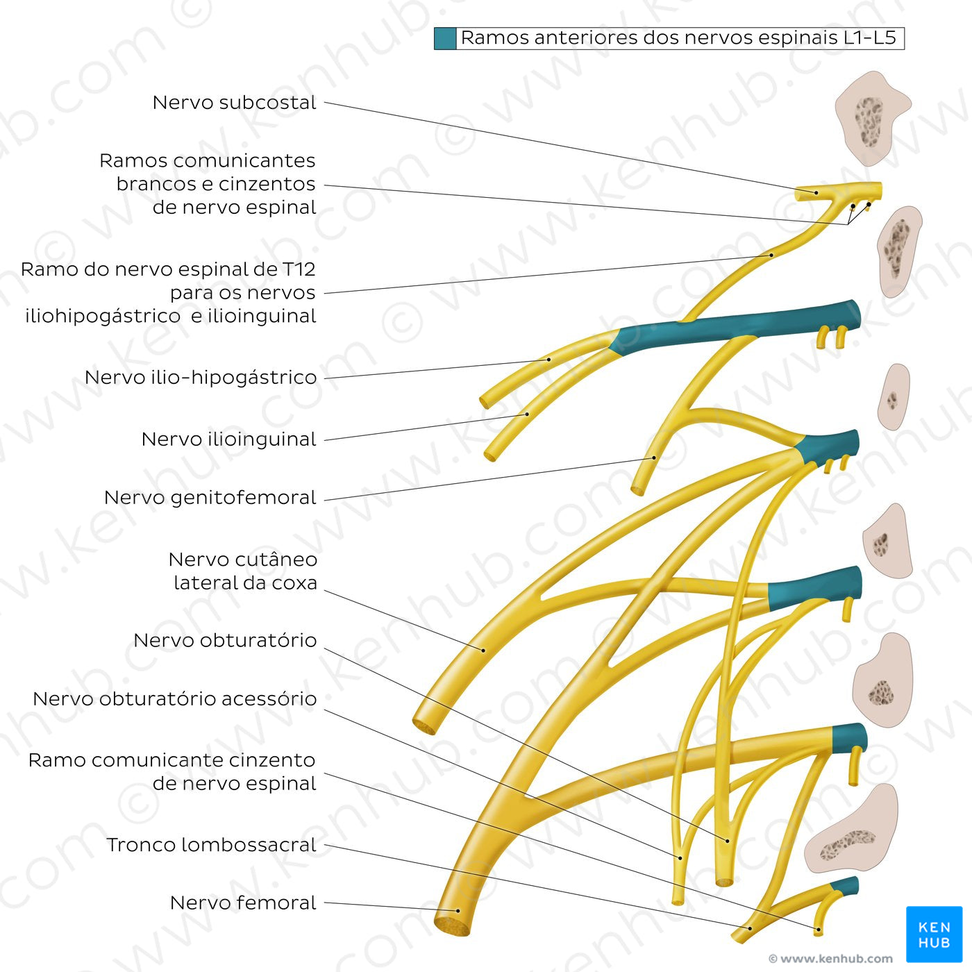 Lumbar plexus (Portuguese)