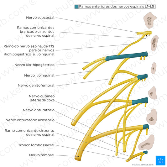 Lumbar plexus (Portuguese)