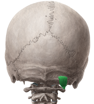 Obliquus capitis superior muscle (#5635)