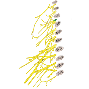 Spinal nerve C3 (#6735)