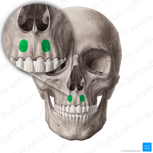 Incisive fossa of maxilla (#21310)