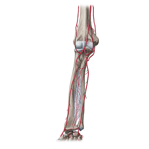 Muscular branches of ulnar artery (#20353)