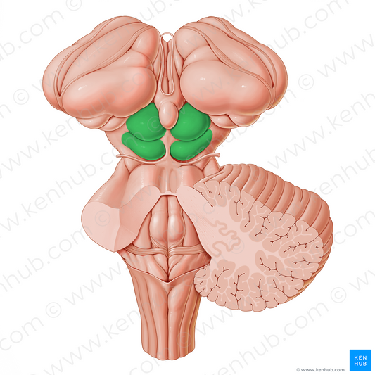 Tectum of midbrain (#21181)