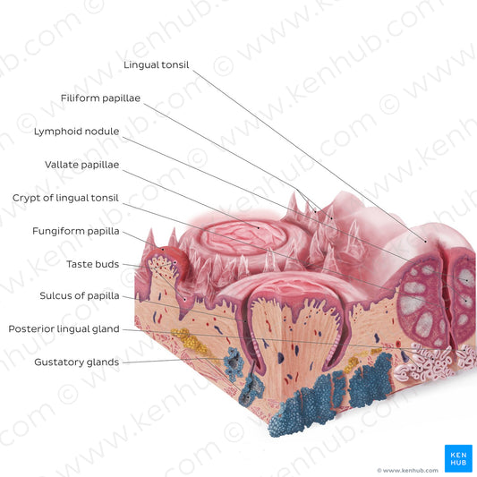 Lingual papillae (English)