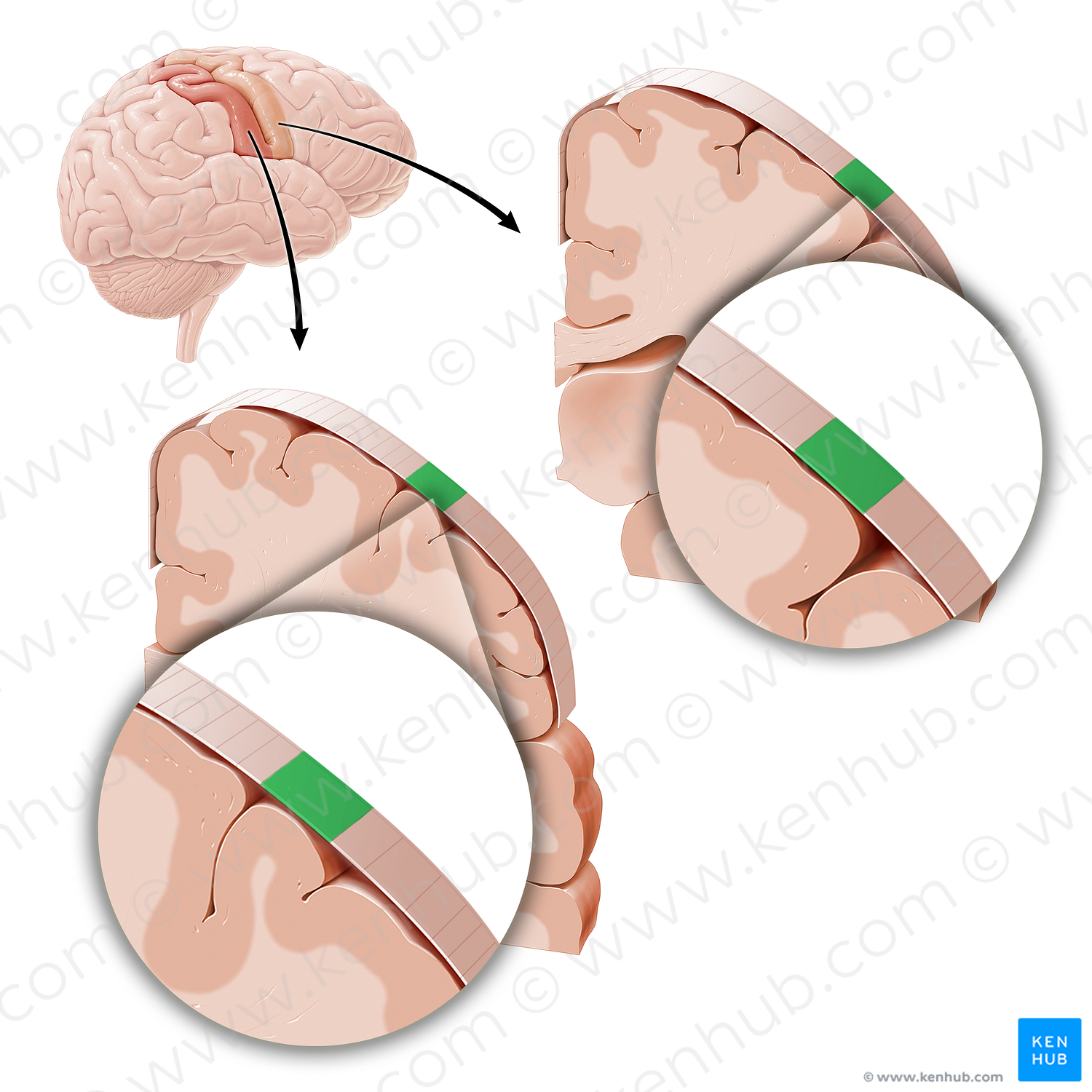 Sensory and motor cortex of thumb (#21227)