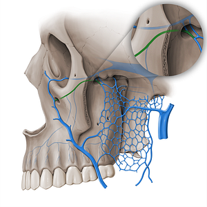 Infraorbital vein (#18455)