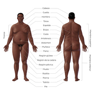 Regions of the body - Black male (Spanish)