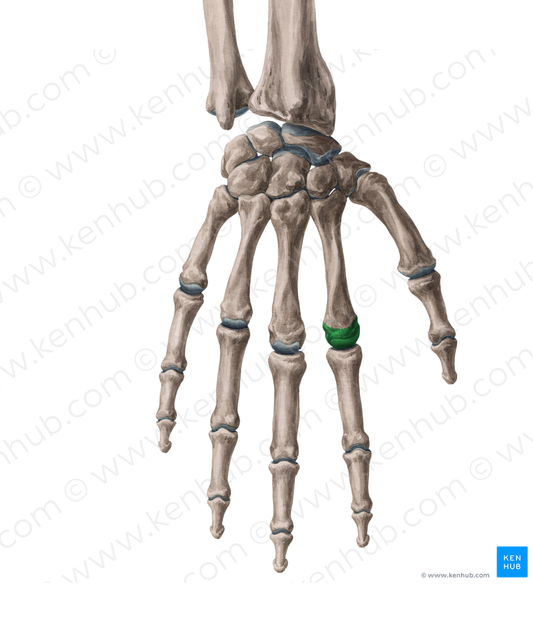 Head of 2nd metacarpal bone (#2428)