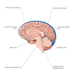 Cerebral veins - Medial view (English)