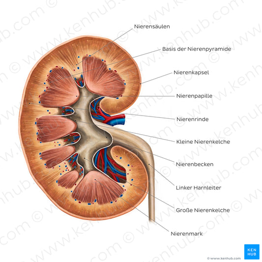 Kidney structure (German)